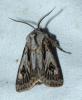 Agrotis chretieni